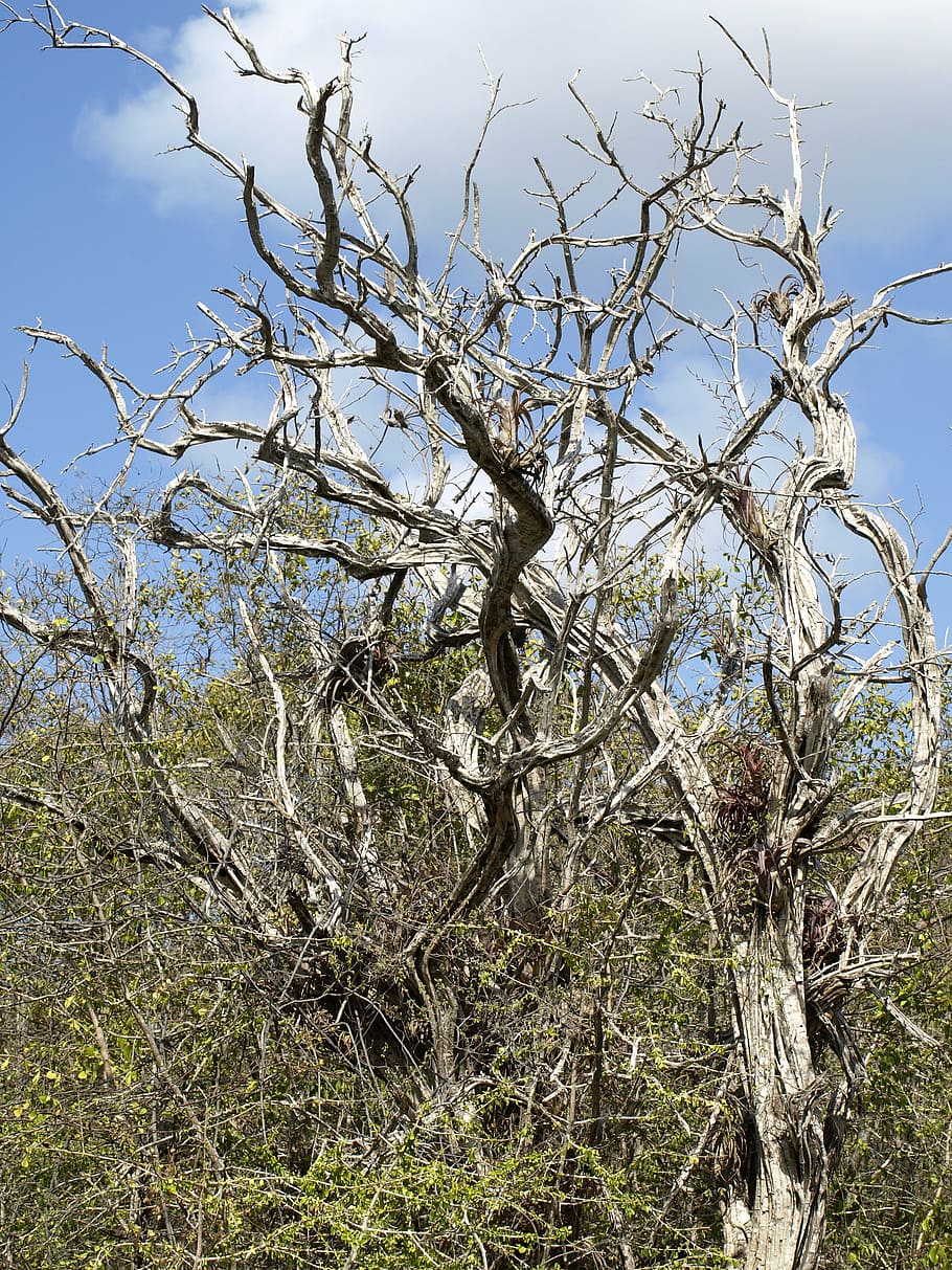 tree, gnarled, old, branches, dead, broken, wood, arid, dead plant HD wallpaper