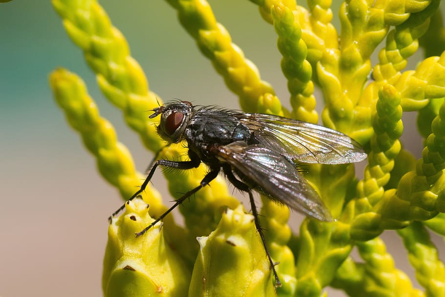 fly, insect, nature, bug, wildlife, wing, close, small, biology HD wallpaper