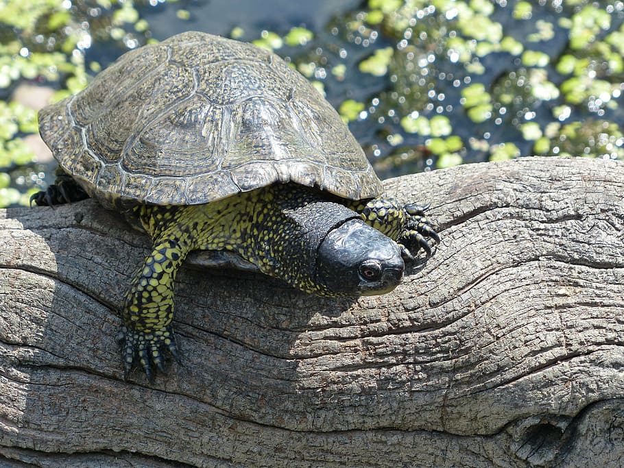 turtle, animal, nature, reptile, one animal, animal themes HD wallpaper