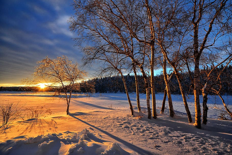 bare trees on snow-covered field, sunset, winter, cold, birch HD wallpaper