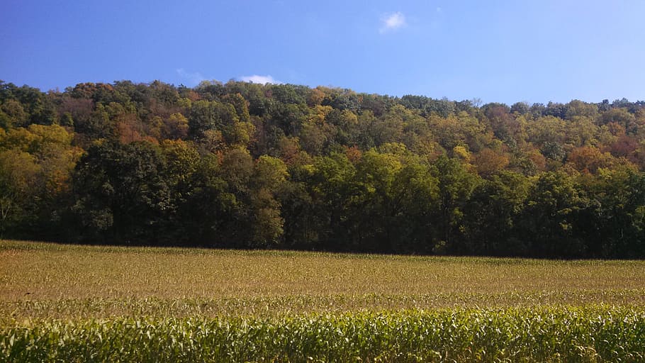 corn, cornfield, fall, autumn, agriculture, crop, landscape HD wallpaper