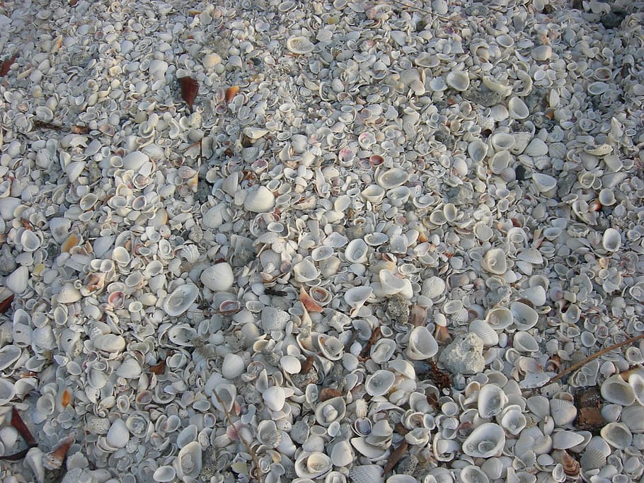 shells, sea, beach, brown, vintage, broken, coast, sand, seascape HD wallpaper