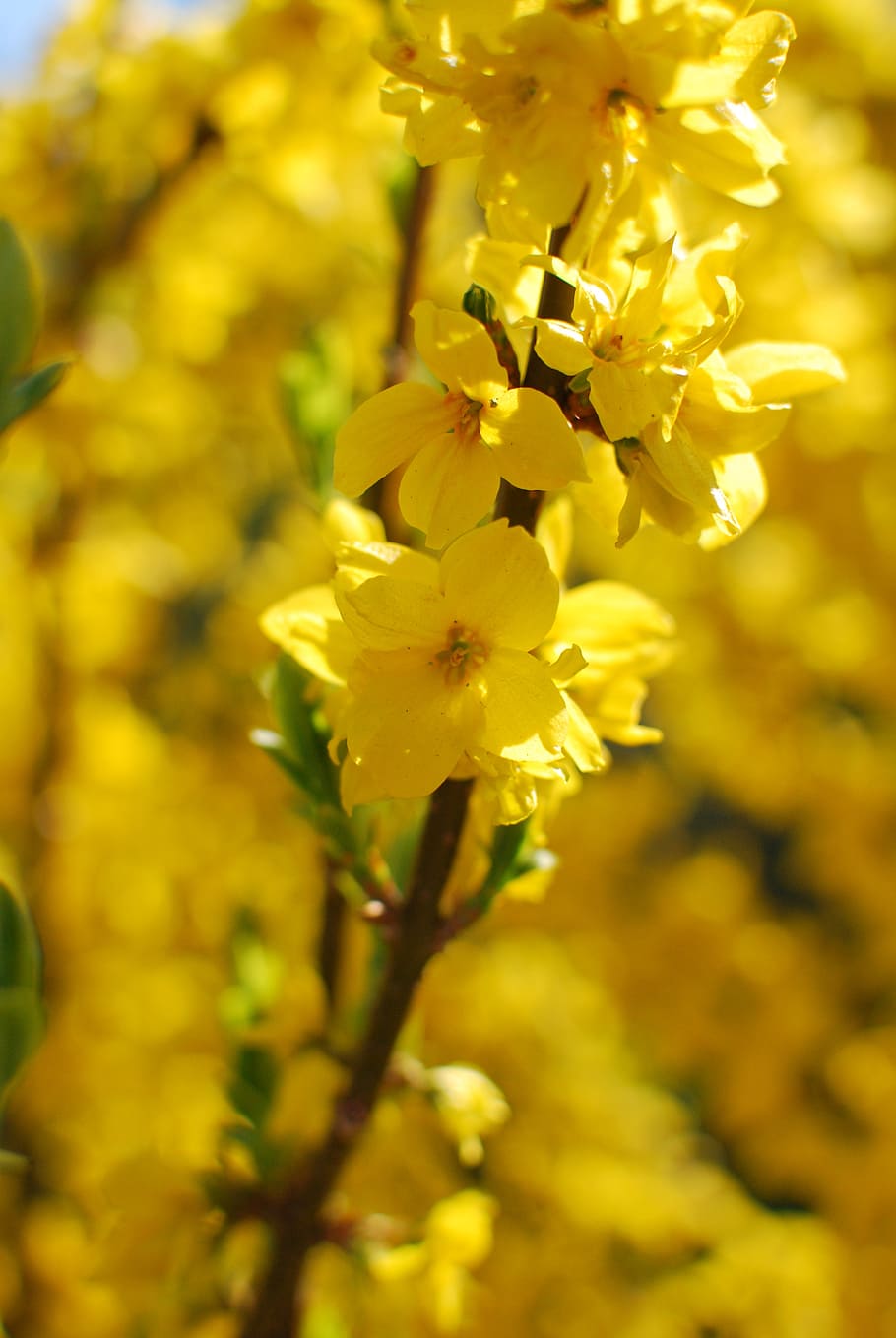 twig, laburnum, spring, yellow, nature, flower, flowering plant HD wallpaper