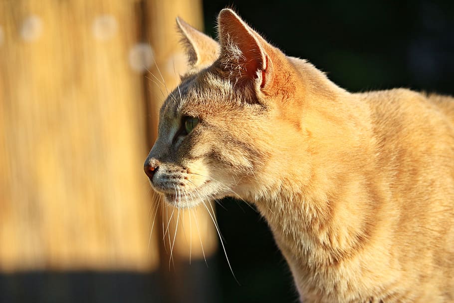 cat, tiger cat, mackerel, mieze, kitten, domestic cat, cat face HD wallpaper
