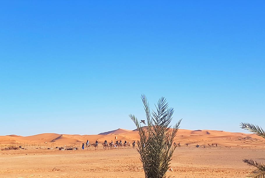 nature, sunset, tree, land, desert, sky, landscape, scenics - nature HD wallpaper