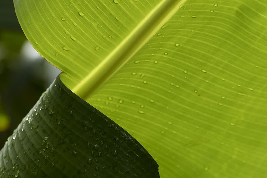 torn, leaf, banana, nature, macro, color, green color, plant part HD wallpaper