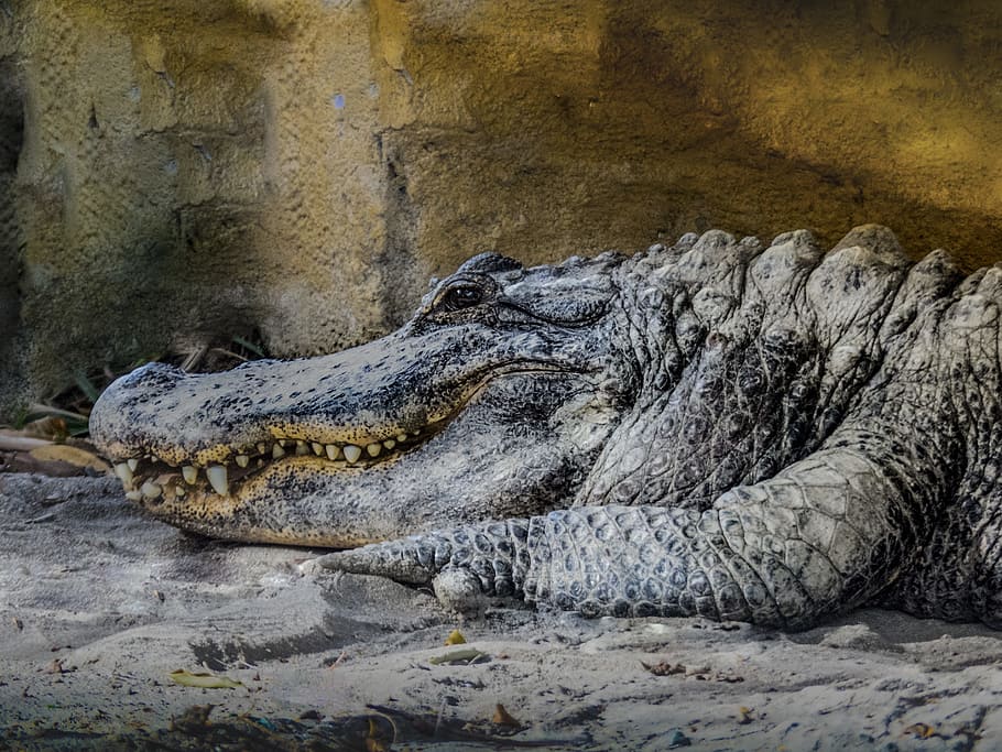 Crocodile, Teeth, Fear, Rest, Animal, wild, danger, reptile HD wallpaper