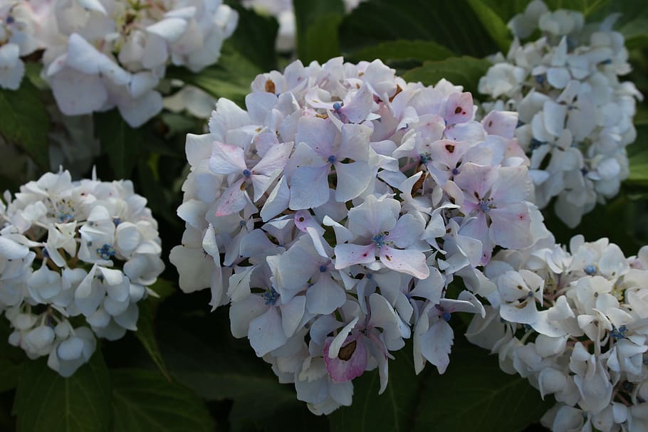 hydrangeas, garden, flowers, summer, flowering plant, fragility HD wallpaper