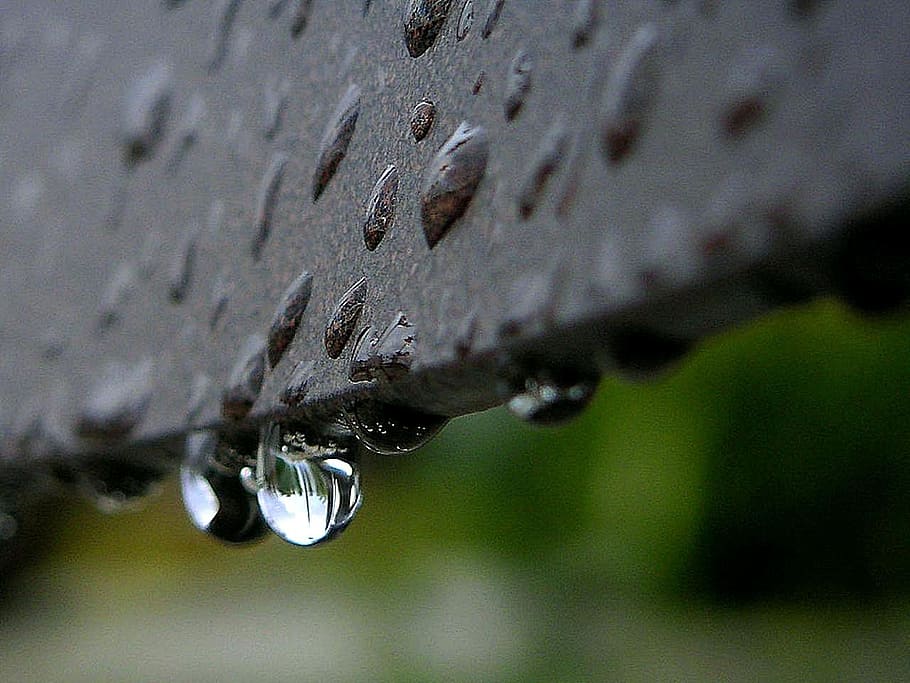 drops, dew, or, rain, landscapes, nature, close-up, water, selective focus HD wallpaper