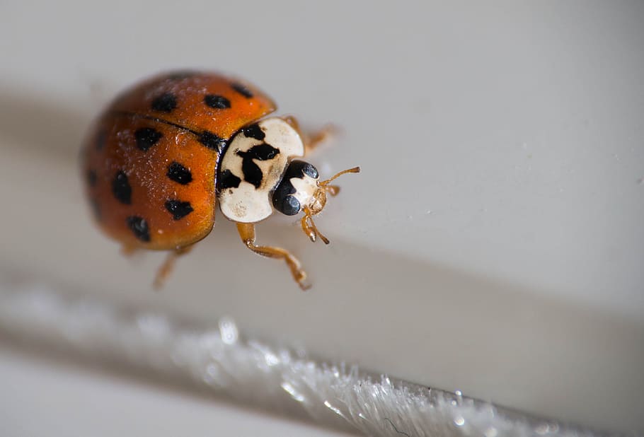 insect, bug, beetle, close up, macro, tiny, nature, wildlife HD wallpaper