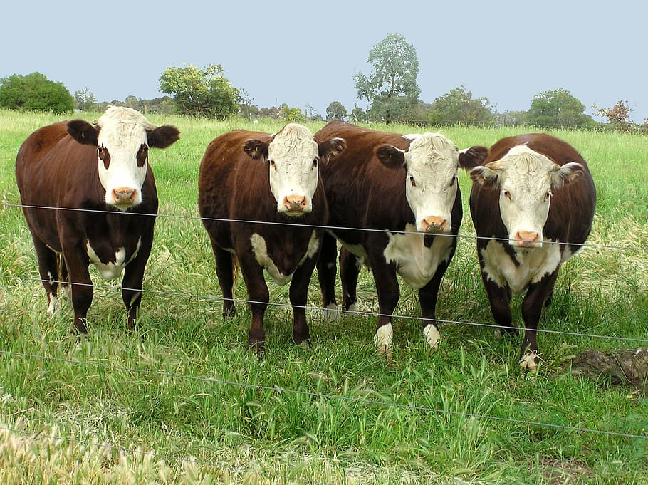 cows, in, paddock, mammal, livestock, group of animals, domestic HD wallpaper