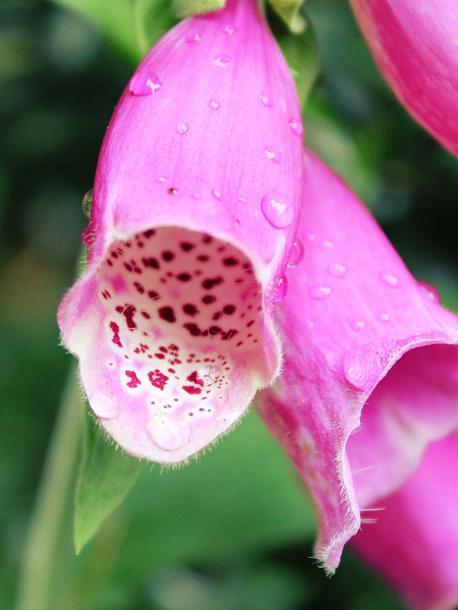 thimble, flower, toxic, blossom, bloom, nature, plant, pink HD wallpaper
