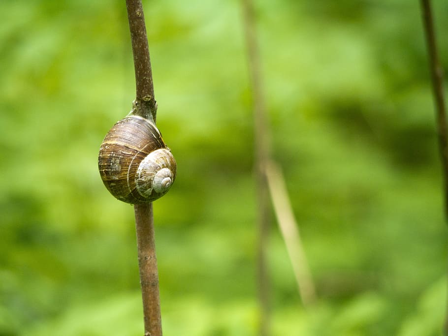 Snail, Branch, gastropod, animal shell, one animal, mollusk HD wallpaper
