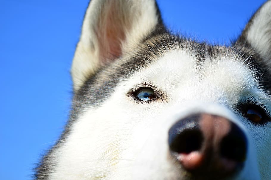 adult gray and white Siberian husky, dog, blue eye, eyes, sunny, HD wallpaper