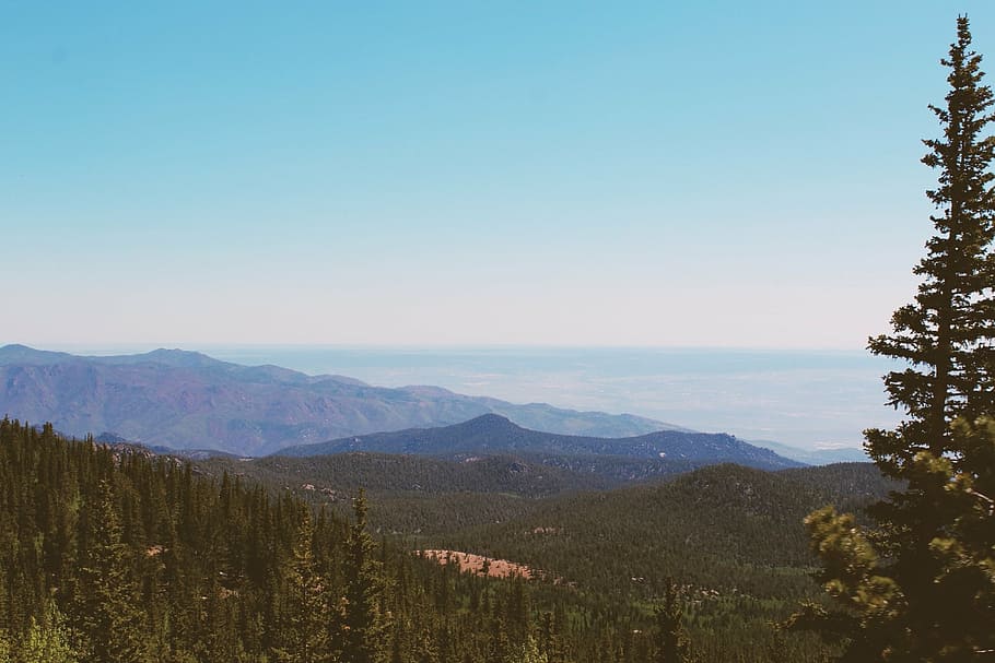 pine trees near mountains, view, nature, landscape, green, blue HD wallpaper