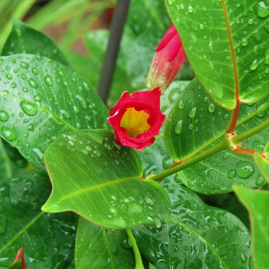 Red, Bud, Bud, Green, Vine, green vine, rain, leaf, green color HD wallpaper