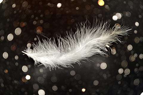 white animal feather, slightly, tender, airy, bird feather HD wallpaper