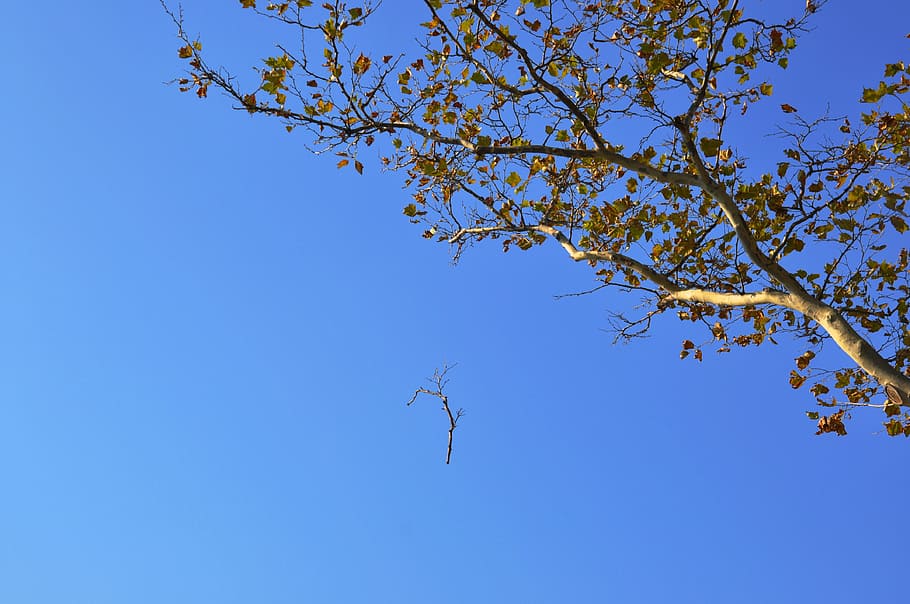 autumn, tree, himmel, branches, blåhimmel, battery park new HD wallpaper