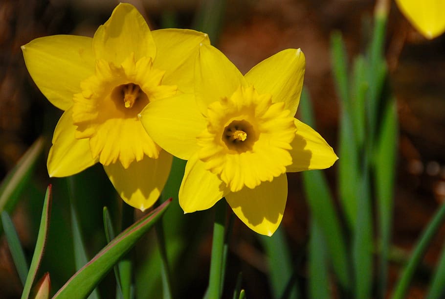 Flowers, Daffodil, Yellow, Green, Green, Spring, bloom, season, HD wallpaper