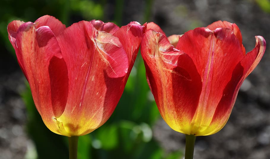 flower, tulip, spring, nature, floral, bloom, bouquet, blossom HD wallpaper