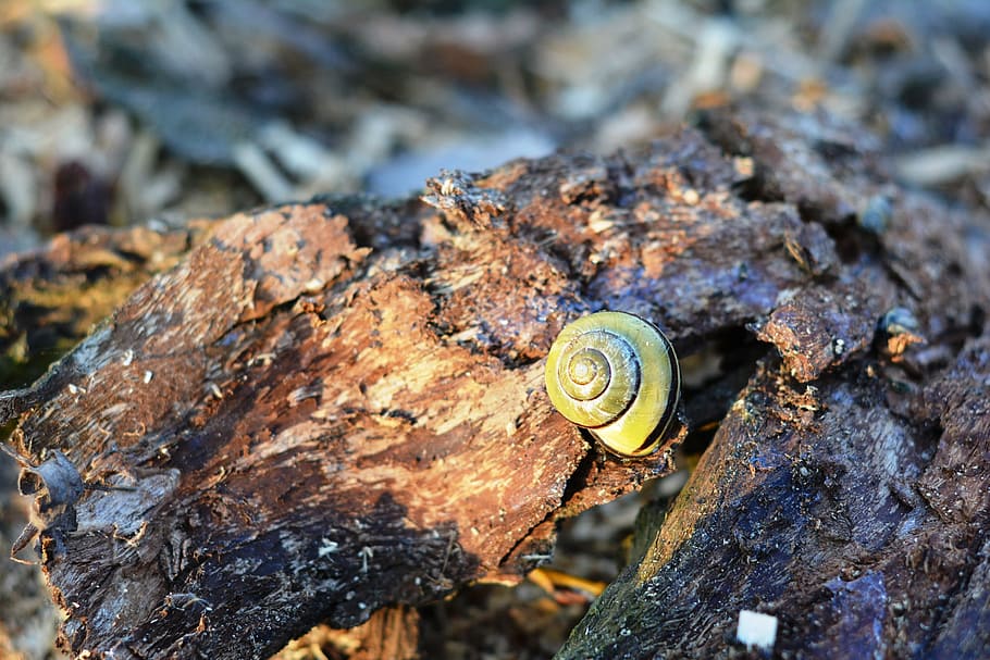 snail, seashell, the bark, crawl, nature, scallop, close-up HD wallpaper