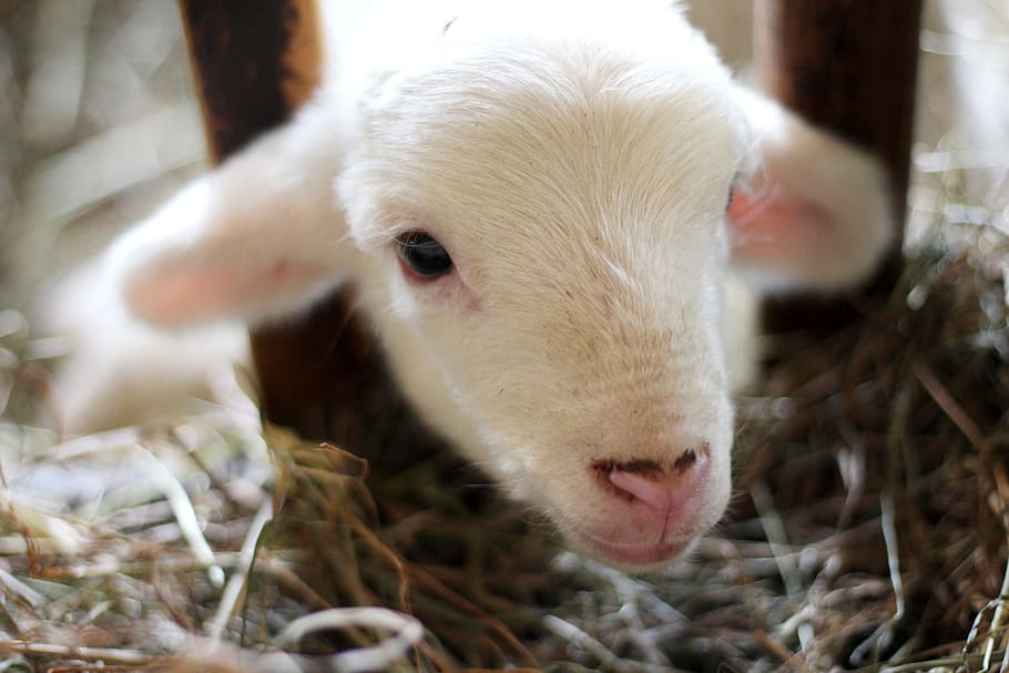 sheep, lamb, ram, pet, animal, outside, wood, blur, animal themes HD wallpaper