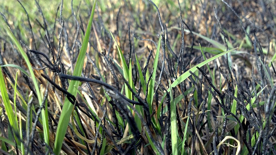 grass, springing, new, fresh, burned, field, environment, flora HD wallpaper