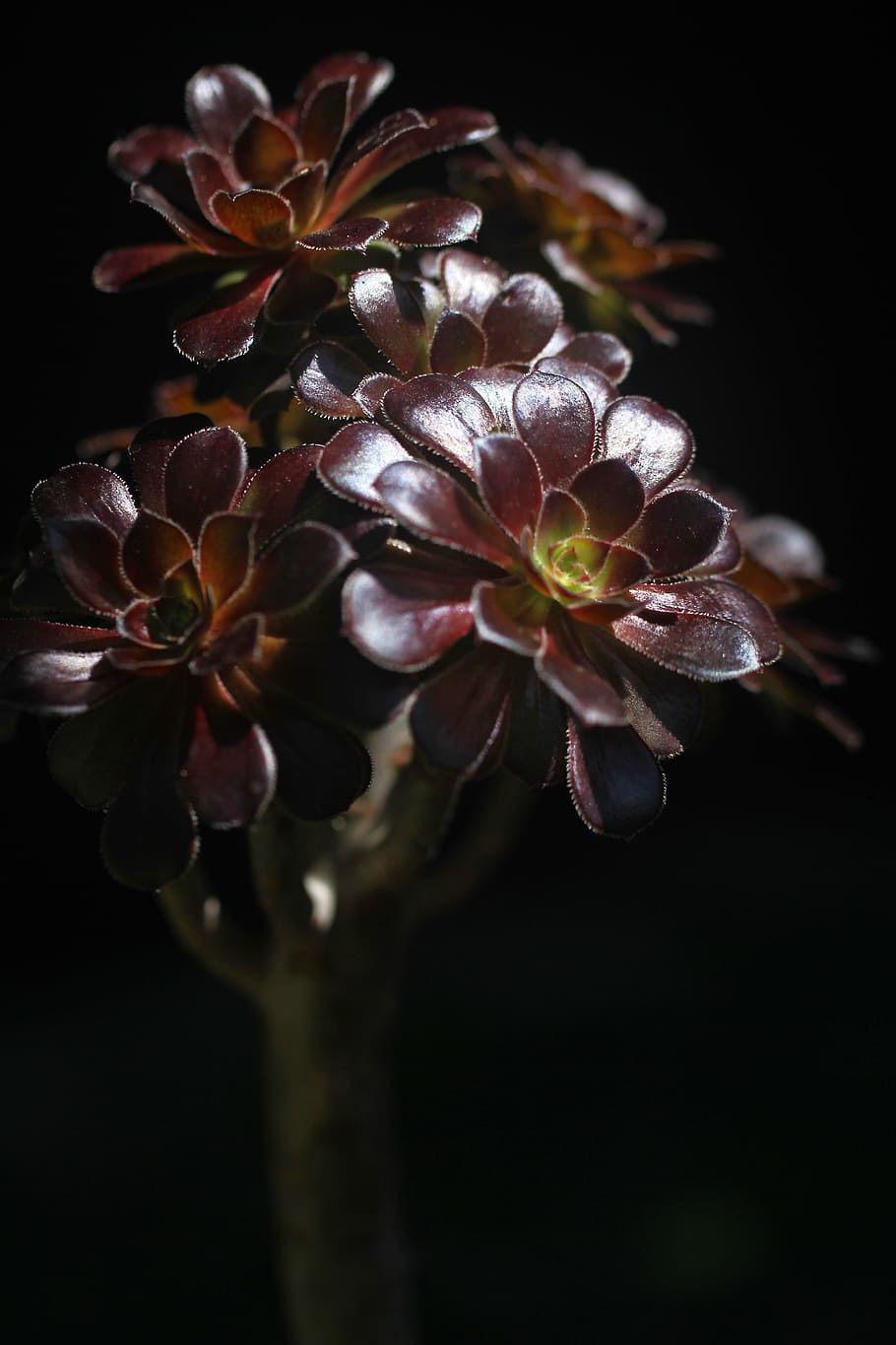 the fleshy, plant, black mage, black background, flowering plant