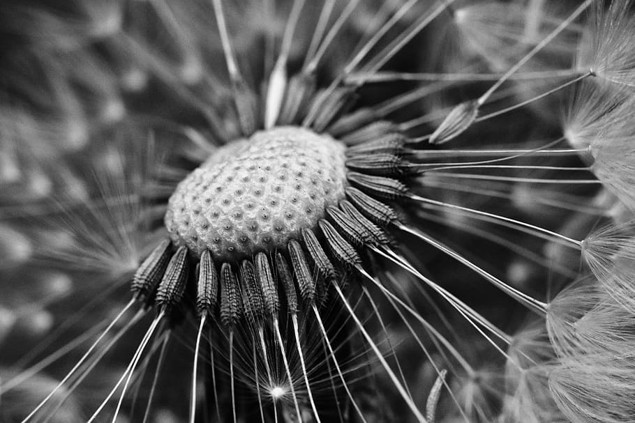 dandelion, flower, macro, dandelions, close-up, plant, no people HD wallpaper