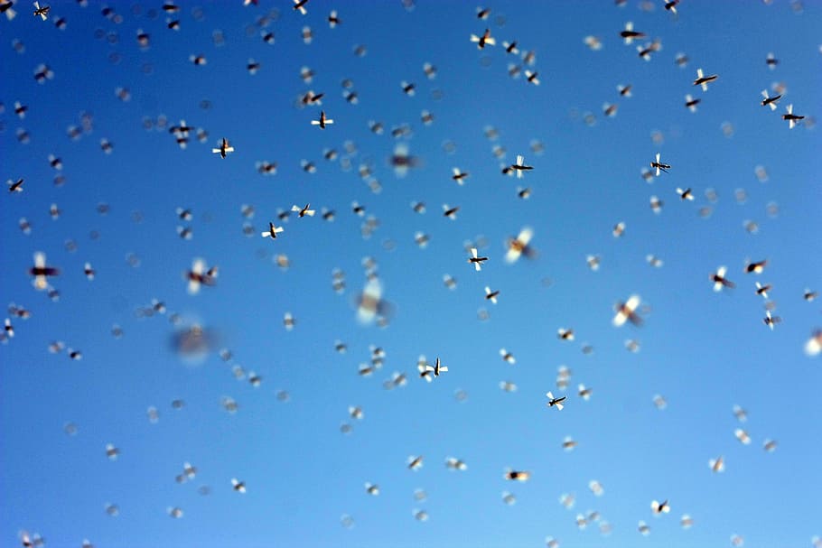 Insects, Bugs, Swarm, Fly, sky, flying, blue, nature, drop HD wallpaper