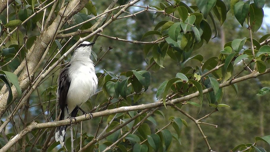 bird, tree, nature, flying, tropical birds, encyclopedia, environment HD wallpaper