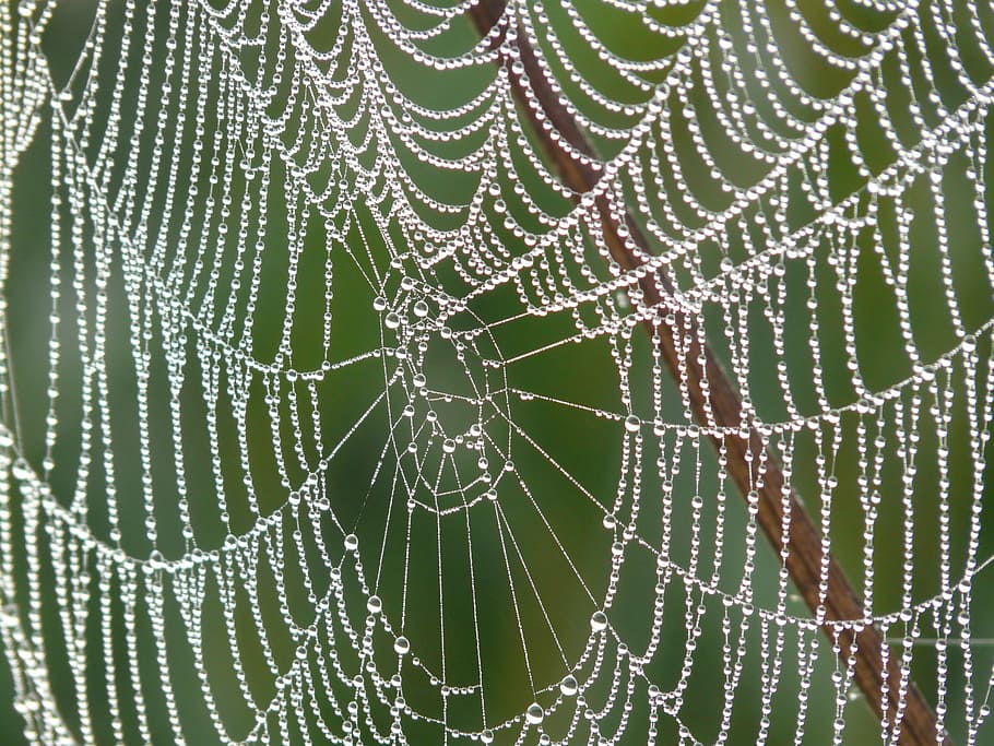 close up photography of spider web with morning dew, cobweb, morgentau, HD wallpaper