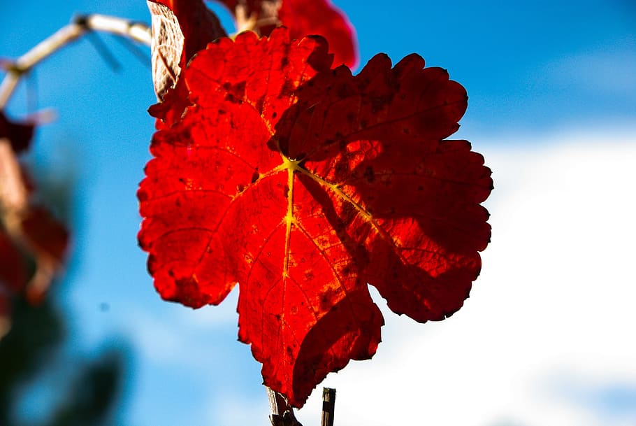 Vine, Leaf, Fall, vine leaf, red, autumn, nature, outdoors HD wallpaper