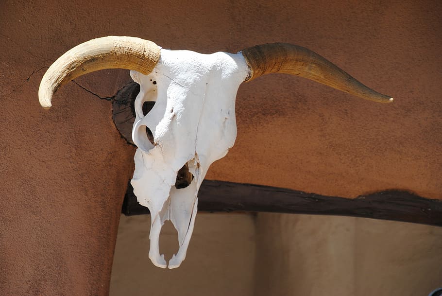 Cow Skull at Ghost Ranch, New Mexico, white and brown deer head trophy hand on wall