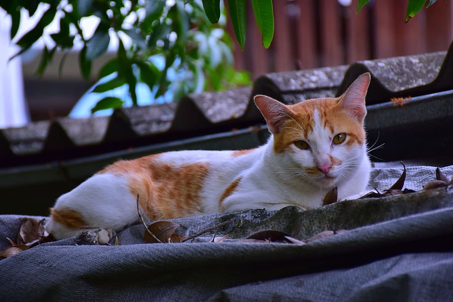 cat, sleep, pets, white, orange, cute, domestic, mammal, domestic animals HD wallpaper