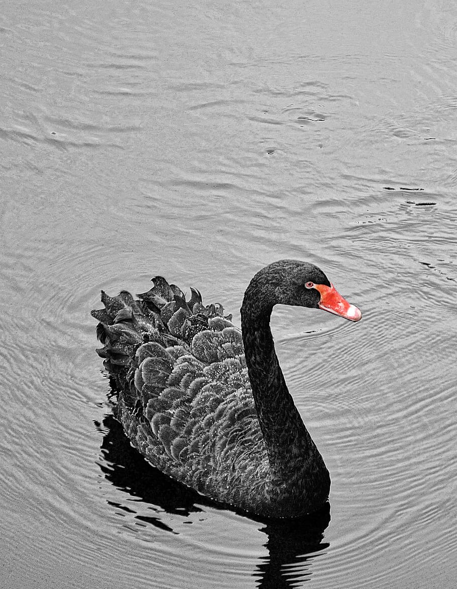 Black Swan Photos Download The BEST Free Black Swan Stock Photos  HD  Images
