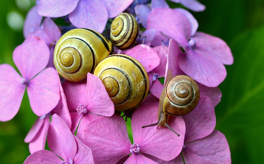 four snails on flowers, cepaea snails, hydrangeas, blossom HD wallpaper
