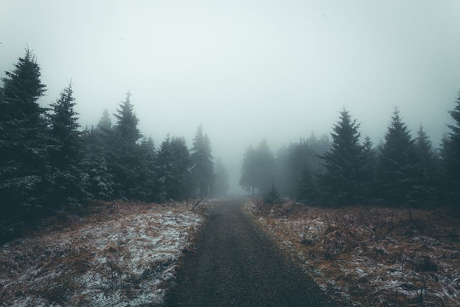foggy pine trees and road, forest, plants, nature, landscape