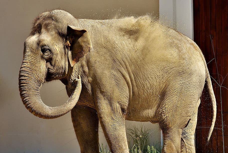 Elephant, Proboscis, Sand, High, Throw, high throw, pachyderm HD wallpaper
