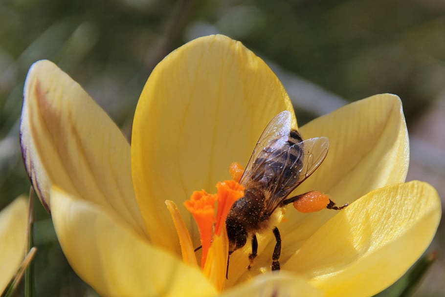 bee, nectar, fly, foraging, harbinger of spring, insect, crocus HD wallpaper