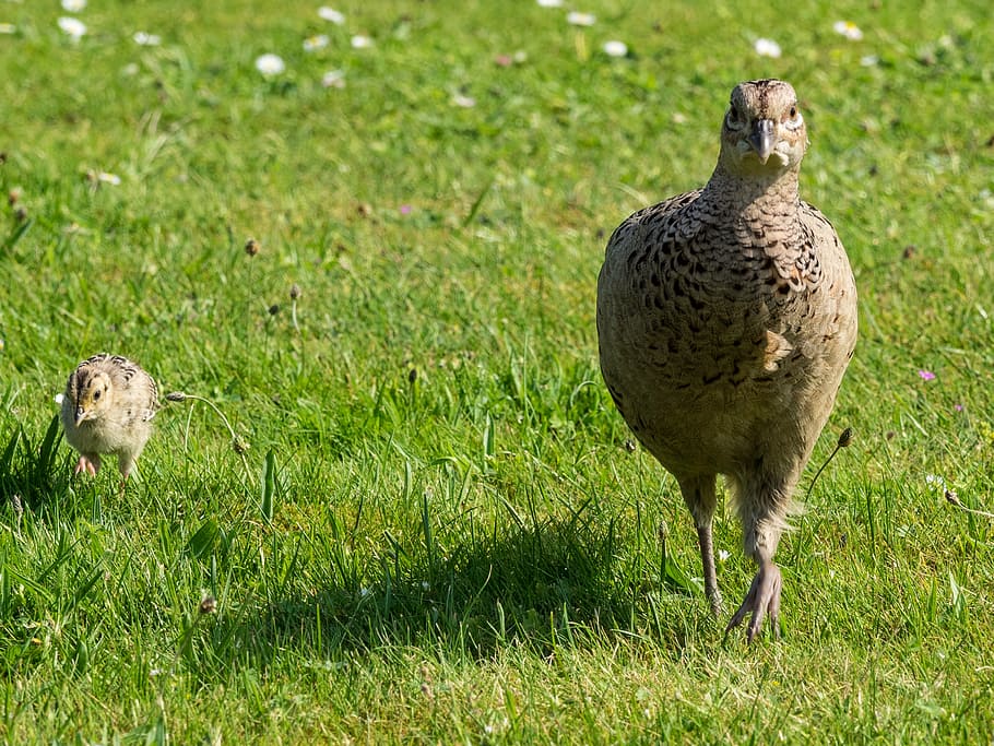 pheasant, hen, chicks, poultry, bird, species, grass, one animal HD wallpaper