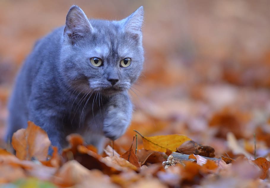 selective focus photography of Russian blue cat, young cat HD wallpaper