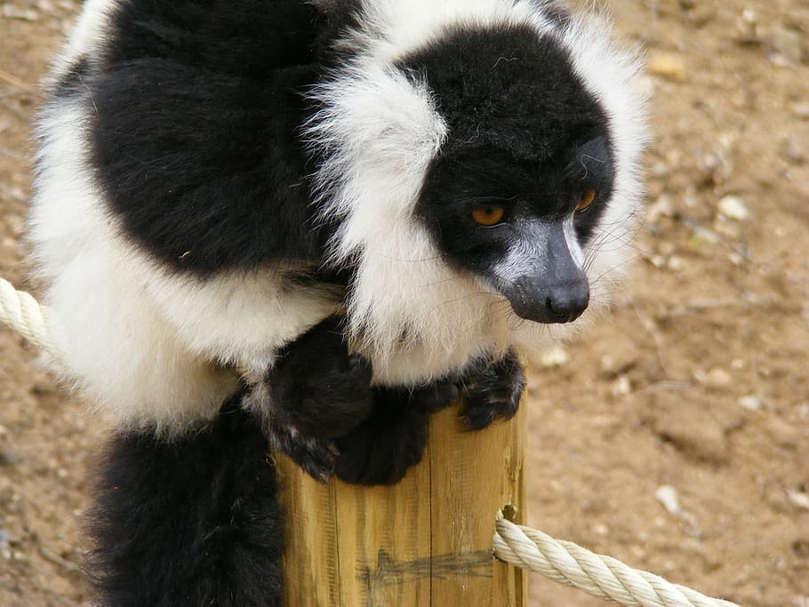 lemur, maki, monkey maki, zoo, madagascar, wild, animals, mayotte HD wallpaper
