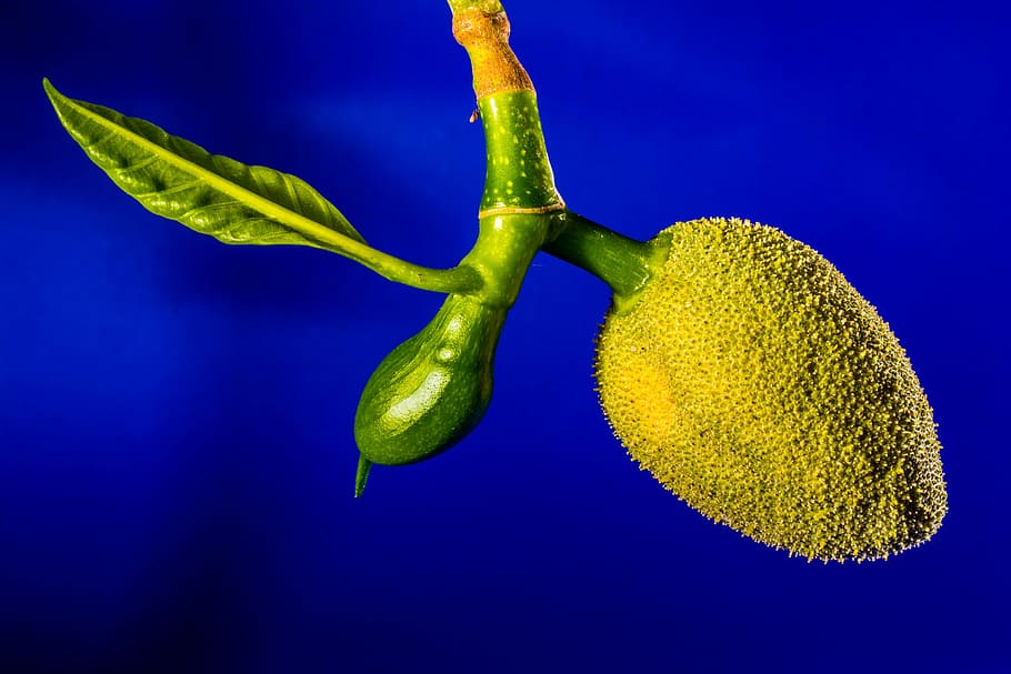 jack, young jackfruit, jack fruit, tropical, close, food, food and drink HD wallpaper