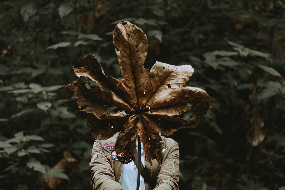person holding dried leaf, person holding brown dried leaf surrounded by green plants HD wallpaper