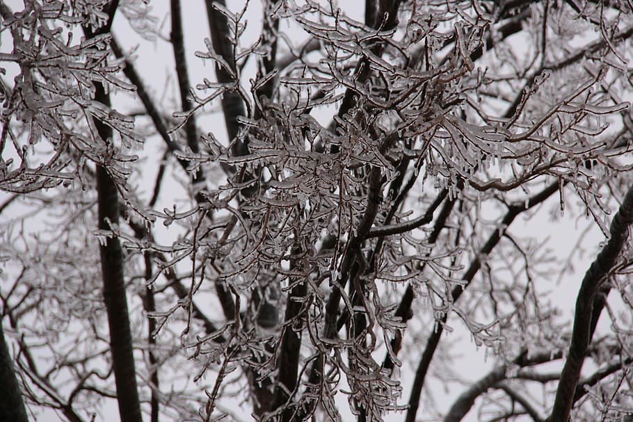 icicles, tree, branches, ice storm, winter, icy, frozen, plant HD wallpaper