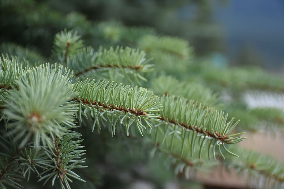 Pine, Branches, Nature, Christmas, forest, merry, holiday, green color HD wallpaper