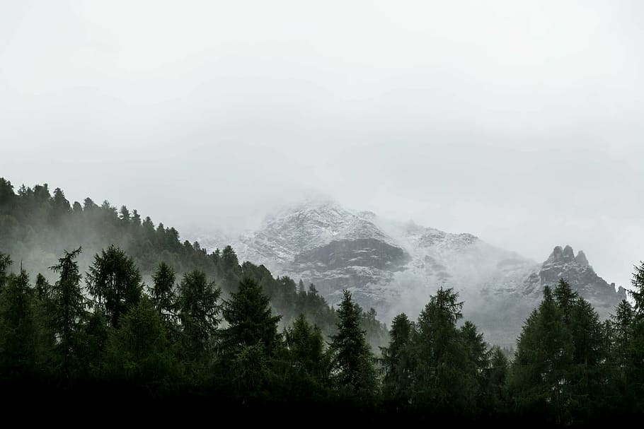 photo of forest and snow cap mountains, photograph, glacier HD wallpaper