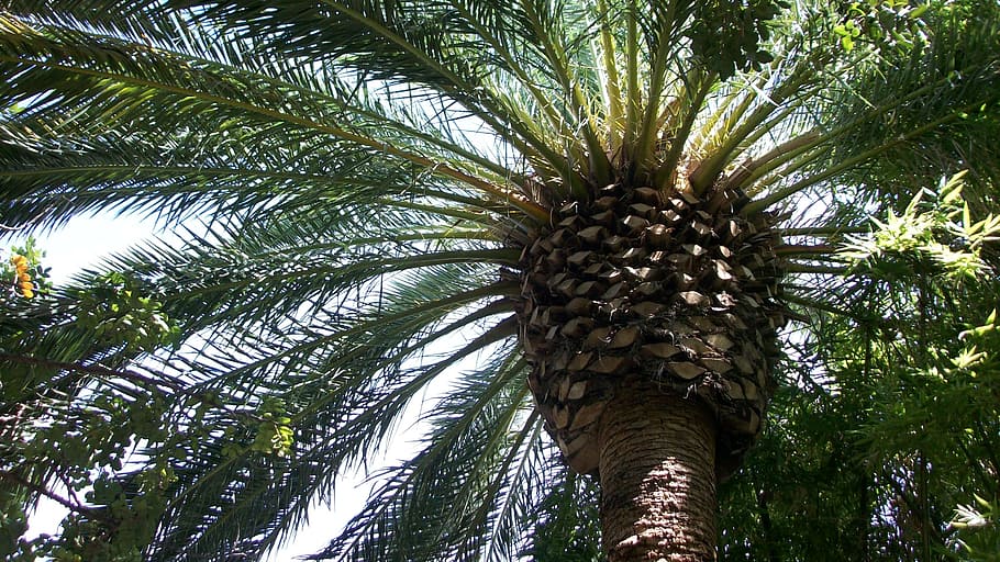 palm tree, tropical, nature, exotic, paradise, low angle view HD wallpaper