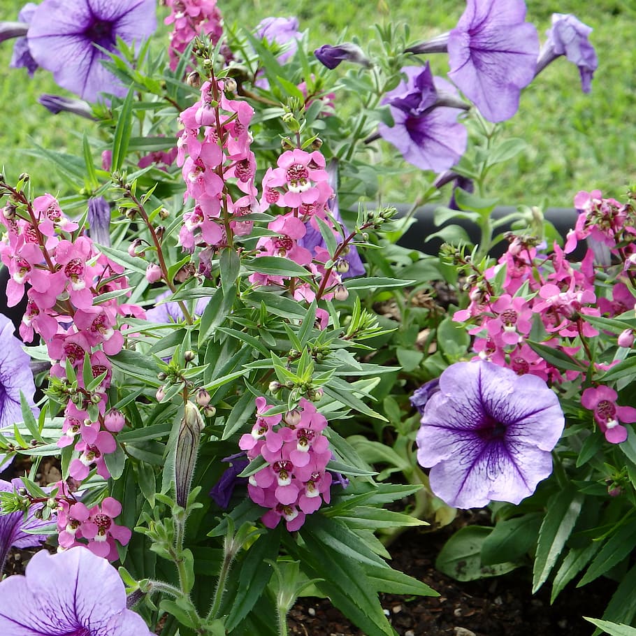 garden, flowers, purple, petunia, pink, plant, blossom, floral, HD wallpaper